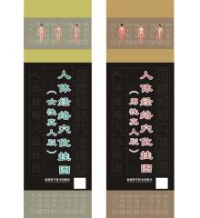 人體經(jīng)絡(luò)穴位掛圖(女性真人版)