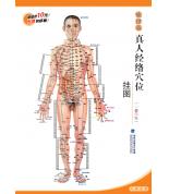 便攜式真人經(jīng)絡穴位掛圖