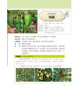 種菜達人私家秘訣